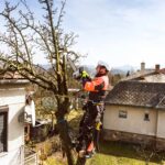 Tree Removal Pricing: What Factors Influence the Cost?