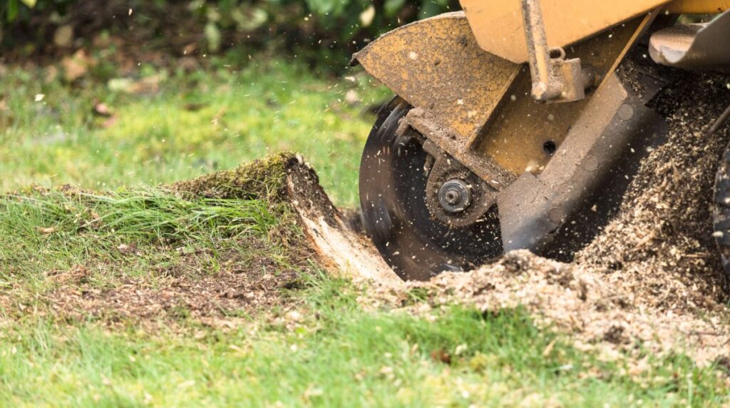 Tree Root Removal