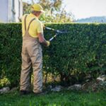 Breaking Down the Cost of Hedge Trimming: A Simple Homeowner’s Guide