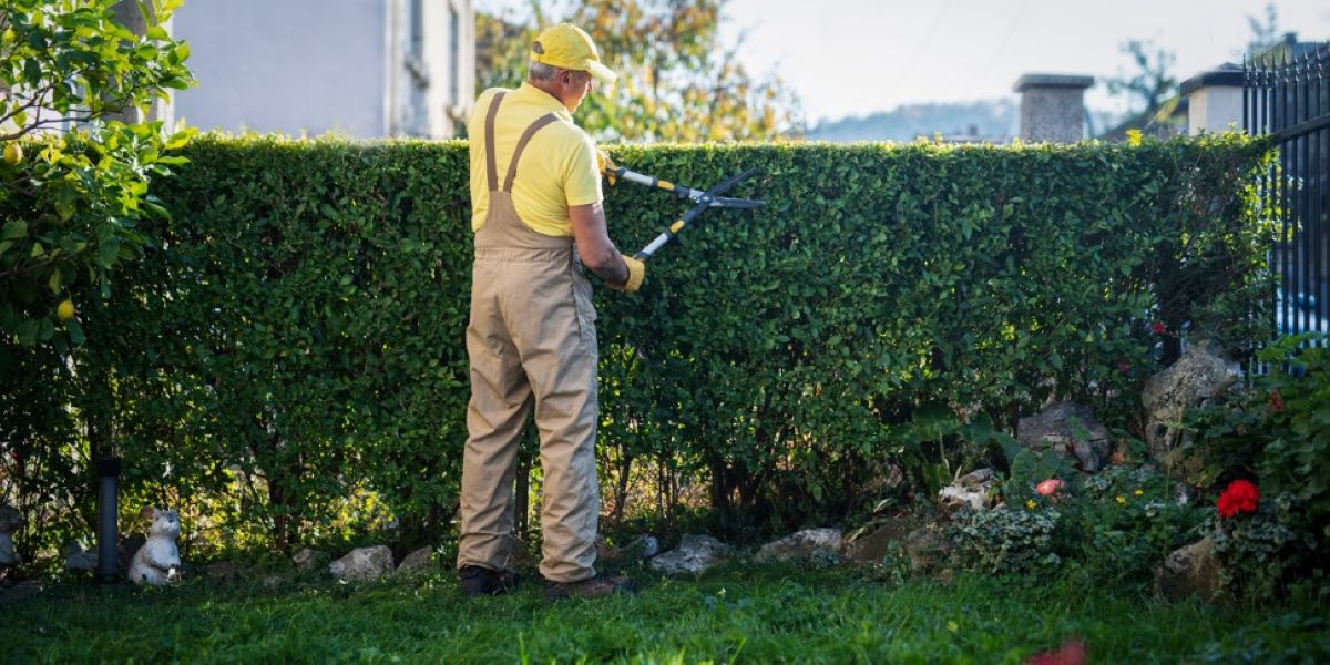 Breaking Down the Cost of Hedge Trimming: A Simple Homeowner’s Guide