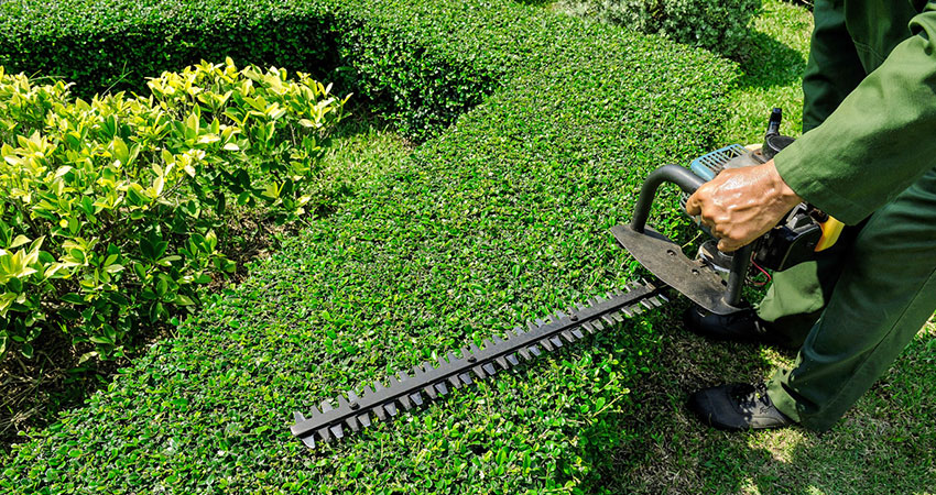 Cost of Hedge Trimming