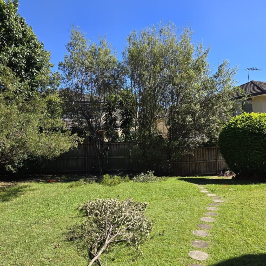 Finding Affordable and Skilled Tree Pruning Near Me