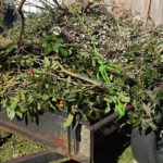 Why Homeowners Depend on Expert Tree Lopping Services