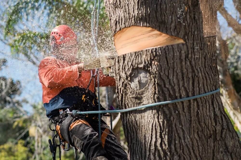 Why Homeowners Depend on Expert Tree Lopping Services