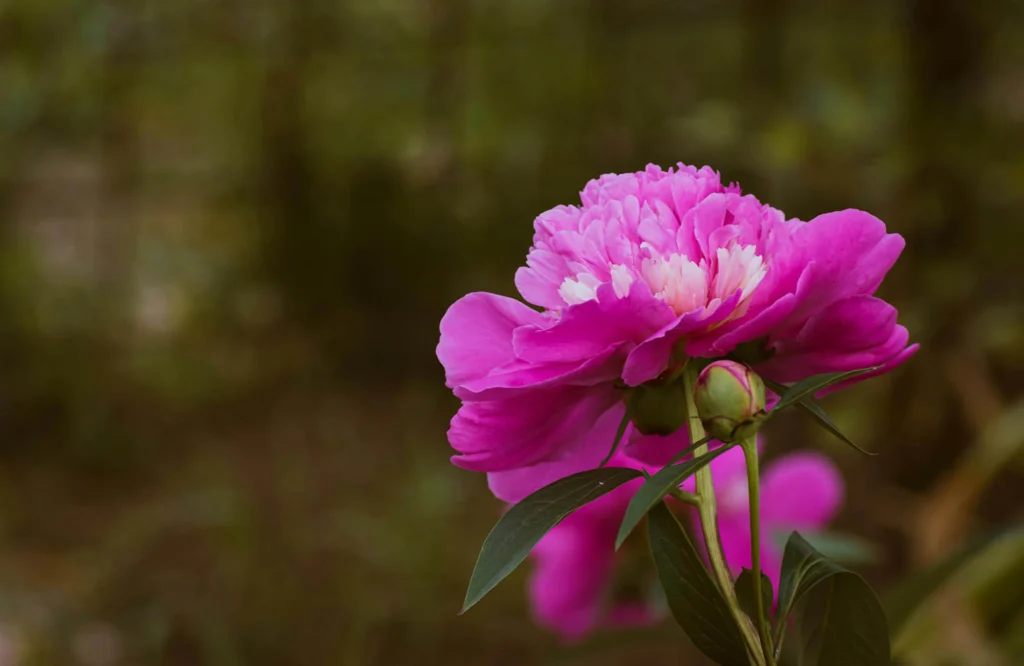 Peonies in Australia: When They Bloom, What They Cost, and Why the Season Is So Short

