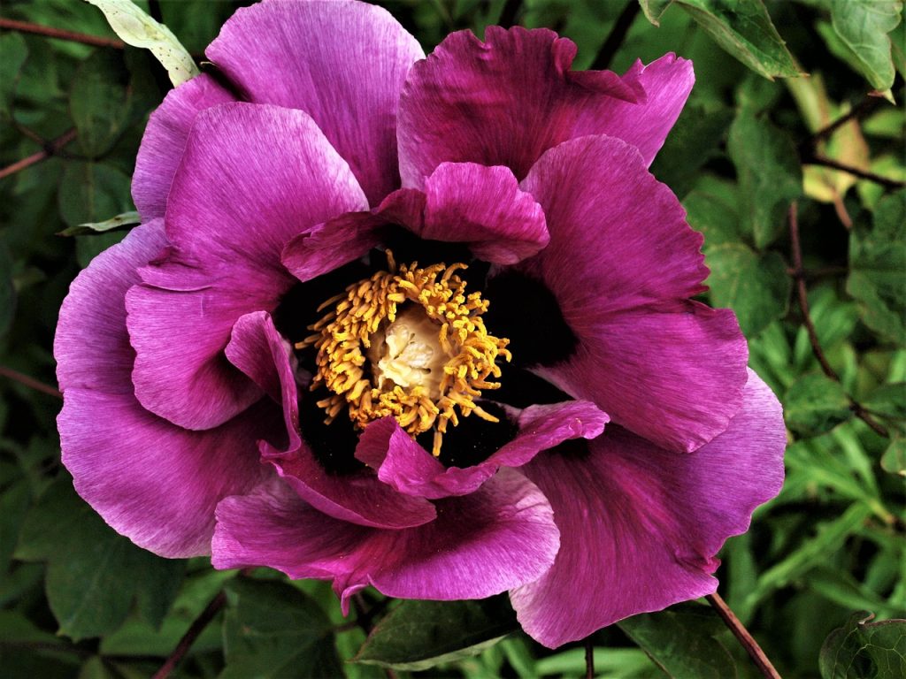 Peonies in Australia: When They Bloom, What They Cost, and Why the Season Is So Short

