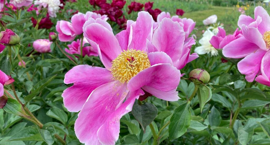 Peonies in Australia: When They Bloom, What They Cost, and Why the Season Is So Short