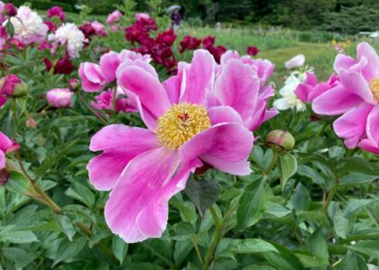 Peonies in Australia: When They Bloom, What They Cost, and Why the Season Is So Short