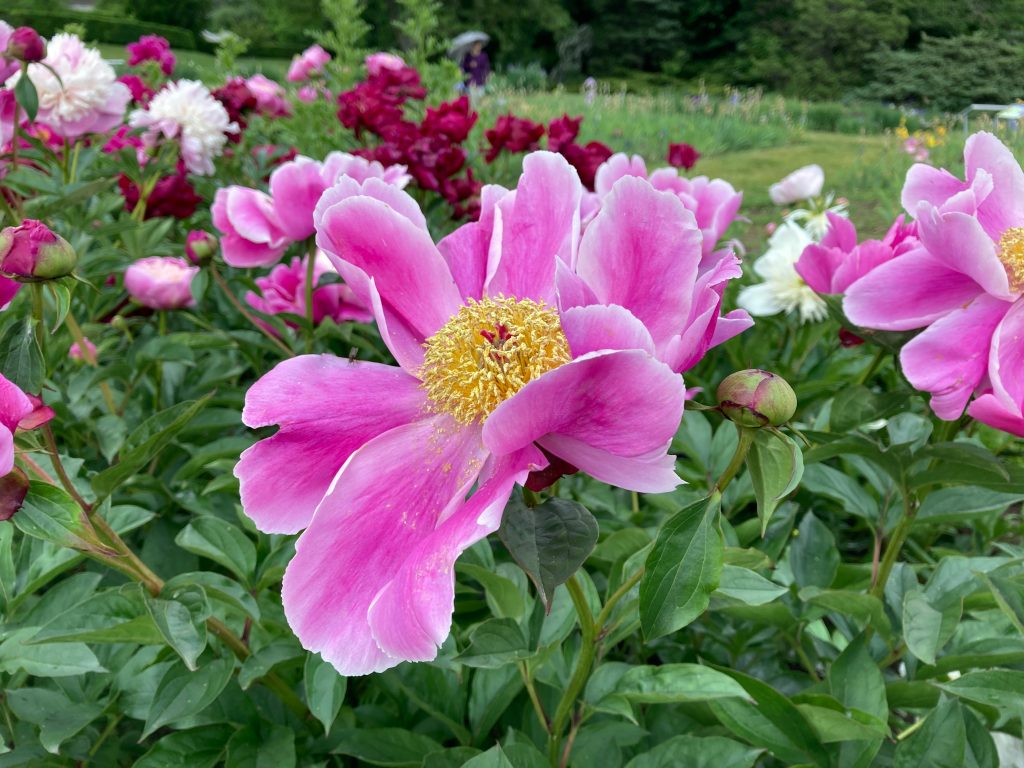 Peonies in Australia: When They Bloom, What They Cost, and Why the Season Is So Short
